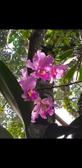 Cattleya trianae