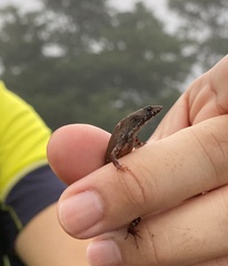 Tropidophorus sinicus