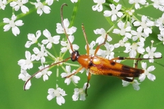 Stenurella septempunctata