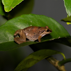 Eleutherodactylus johnstonei