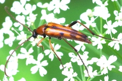 Stenurella septempunctata