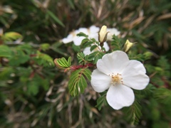 Rosa morrisonensis