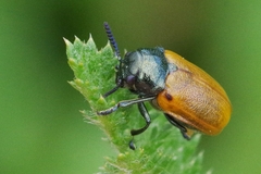 Labidostomis longimana