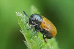 Labidostomis longimana