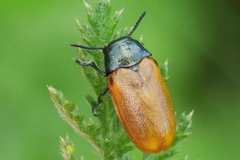 Labidostomis longimana