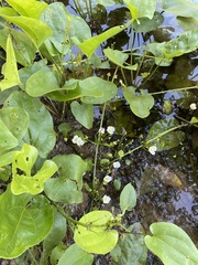 Echinodorus cordifolius