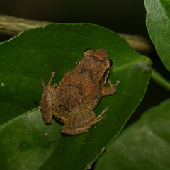 Eleutherodactylus johnstonei
