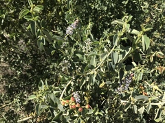 Ceanothus