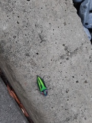 Campsosternus watanabei