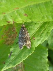 Syricoris lacunana
