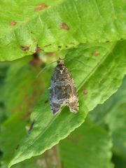 Syricoris lacunana
