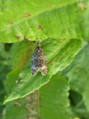 Syricoris lacunana