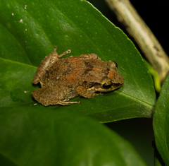 Eleutherodactylus johnstonei