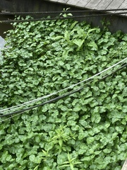 Hydrocotyle ranunculoides