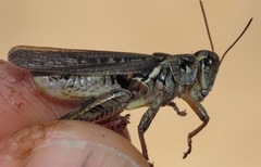 Melanoplus bruneri