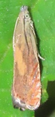 Dichrorampha simulana