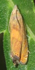 Dichrorampha simulana