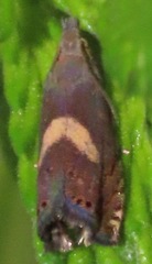 Dichrorampha simulana