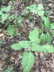 Phryma
