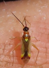 Campyloneura virgula