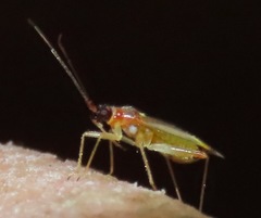 Campyloneura virgula