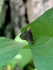 Loxostegopsis merrickalis