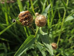 Centaurea × livonica
