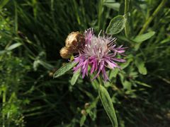 Centaurea × livonica