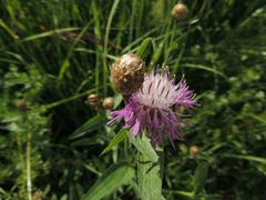Centaurea × livonica