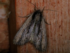 Apamea verbascoides