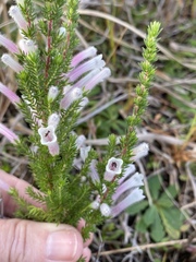 Erica perspicua perspicua