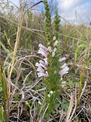Erica perspicua perspicua