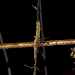 Lepidodactylus lugubris