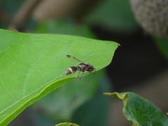 Ropalidia guttatipennis