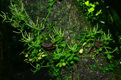 Peperomia rubrivenosa