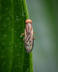 Opomyza germinationis