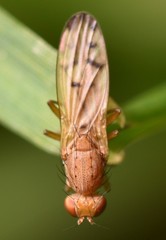 Opomyza florum