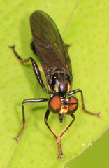 Eudioctria albius