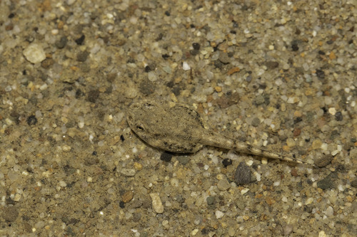 Arroyo Toad