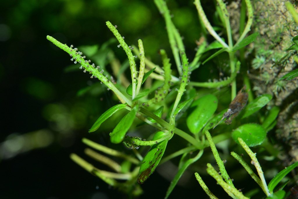Peperomia rubrivenosa