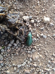 Carabus truncaticollis