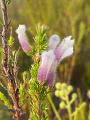 Erica perspicua perspicua