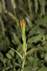 Castilleja stenantha (Castilleja stenantha)