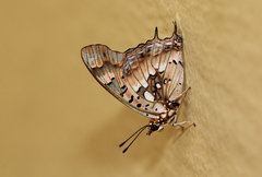 Charaxes jahlusa argynnides