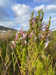 Erica perspicua perspicua