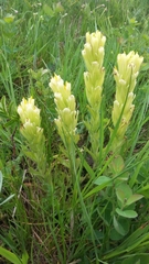 Castilleja cusickii