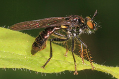 Eudioctria albius
