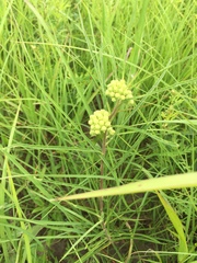 Asclepias stenophylla