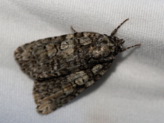Acronicta tristis