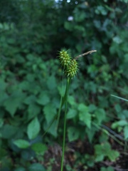 Carex lepidocarpa